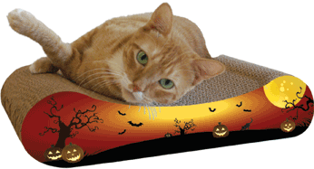 seasonal lifestyle photo - pumpkin